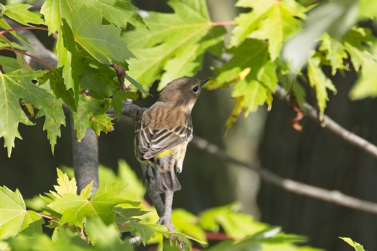 Yellow-rumped Warbler - ML642485376