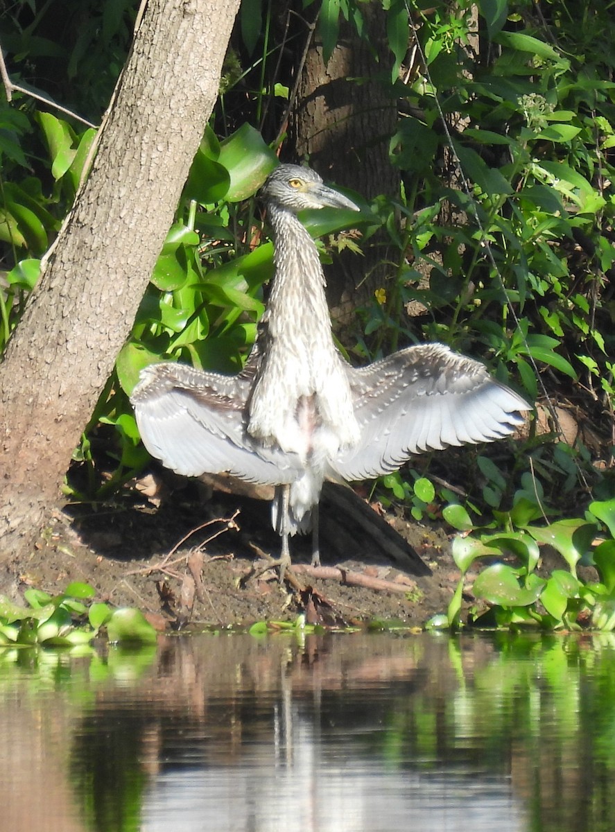 Black-crowned Night Heron - ML642485381