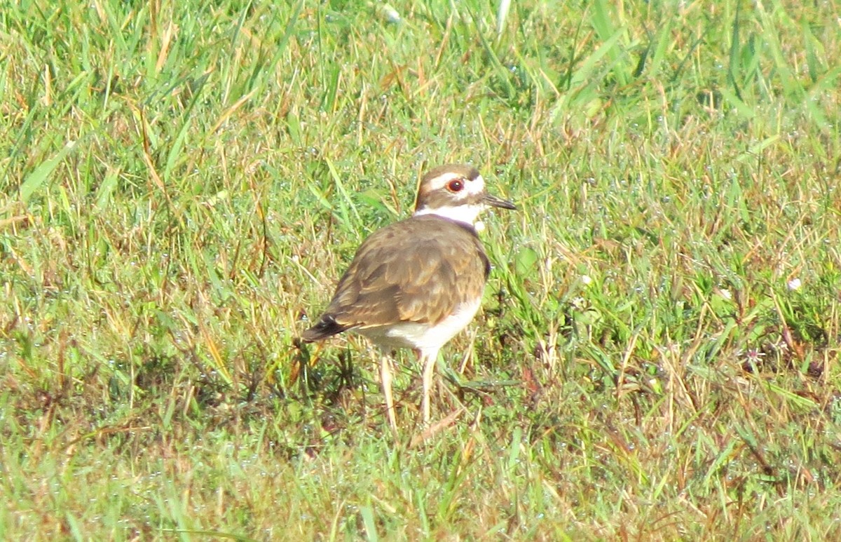 Killdeer - ML642485385