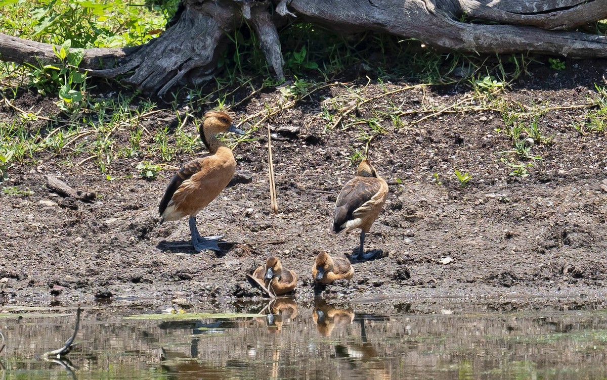 Fulvous Whistling-Duck - ML642485386