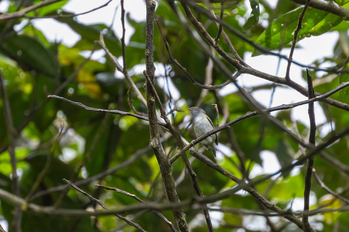 Pin-tailed Manakin - ML642485388