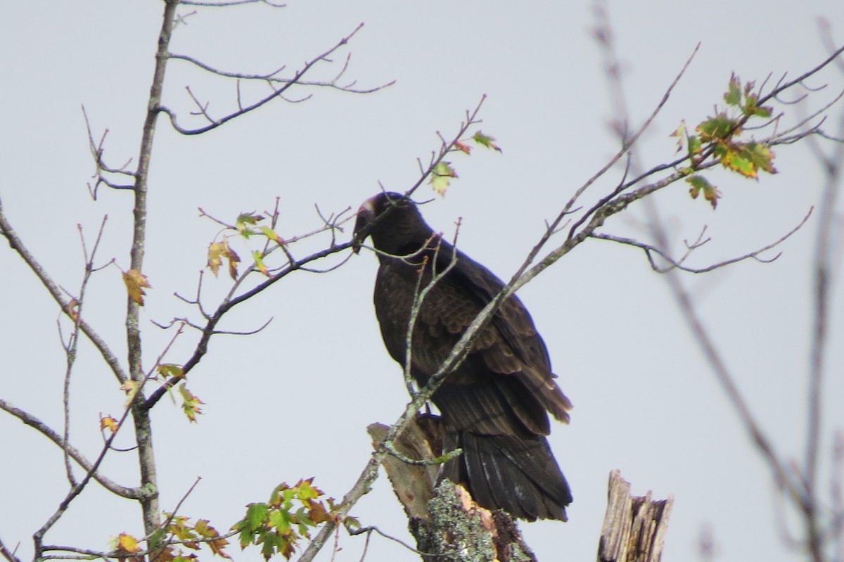 Turkey Vulture - ML642485402