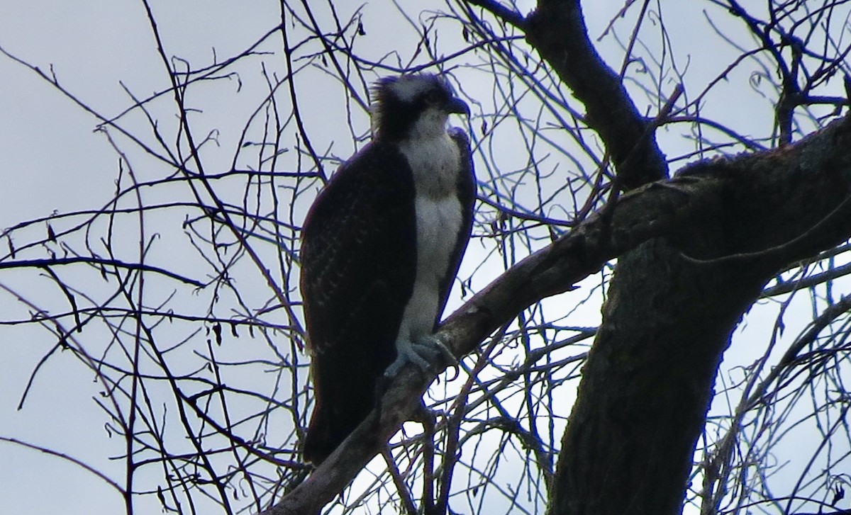 Osprey - ML642485411