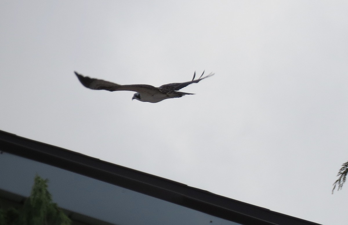 Osprey - ML642485422