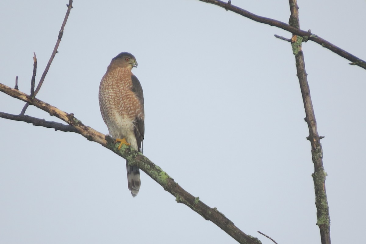 Cooper's Hawk - ML642485428