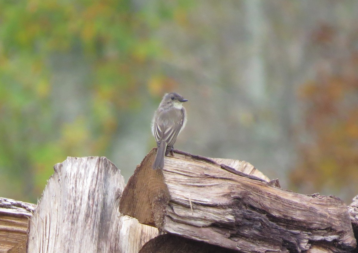 Eastern Phoebe - ML642485446