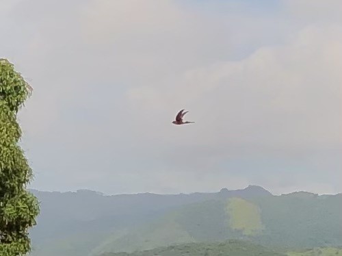 Antillean Palm Swift - ML642485456