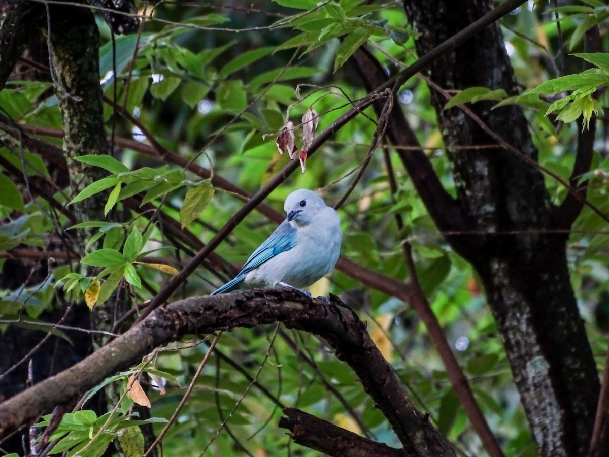 Blue-gray Tanager - ML642485471
