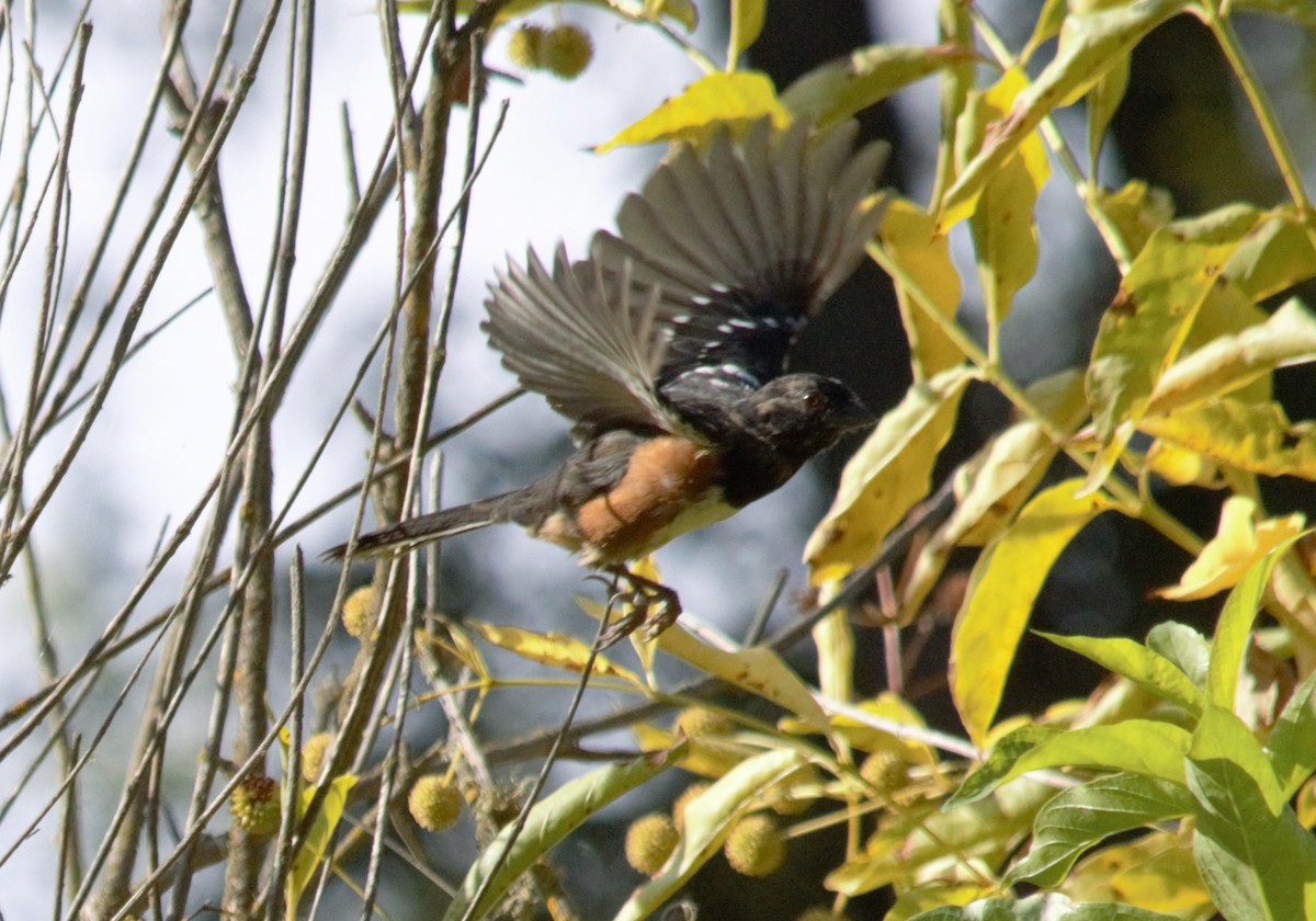 Spotted Towhee - ML642485474
