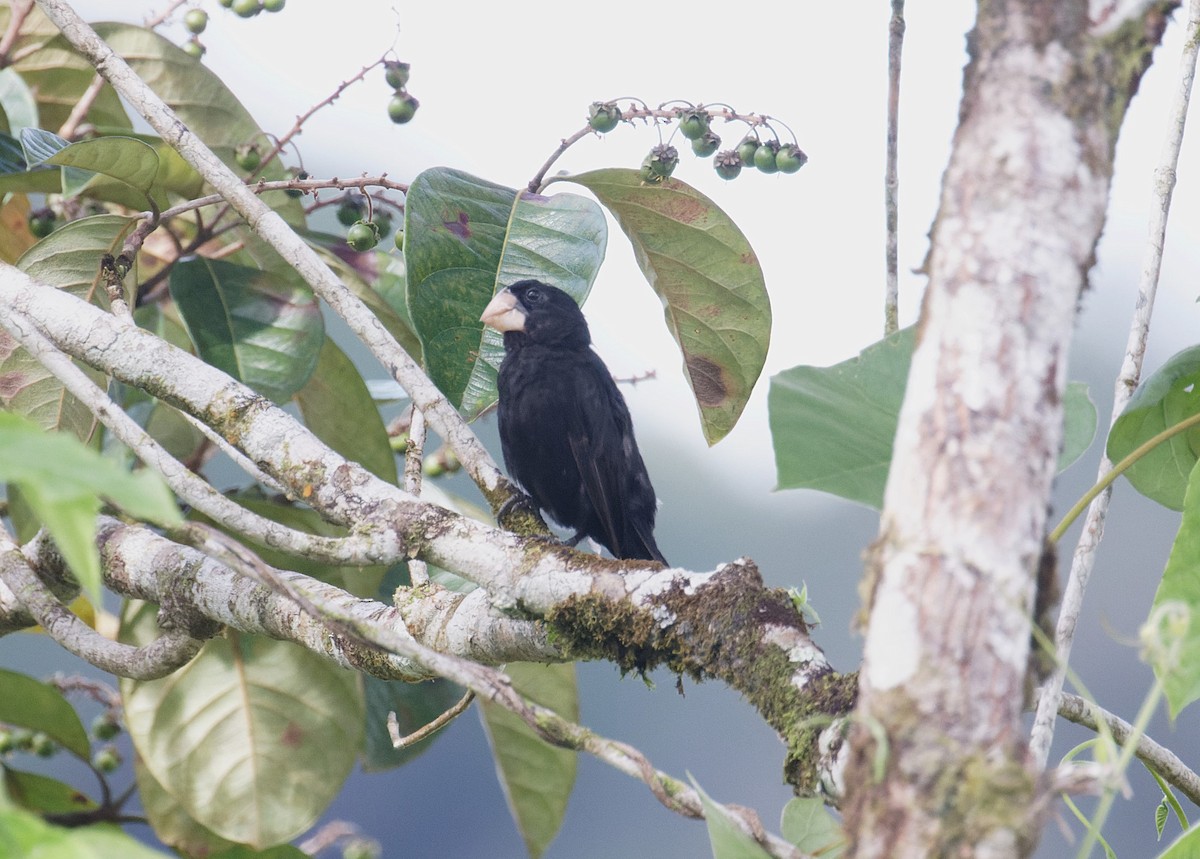 Nicaraguan Seed-Finch - ML642485498