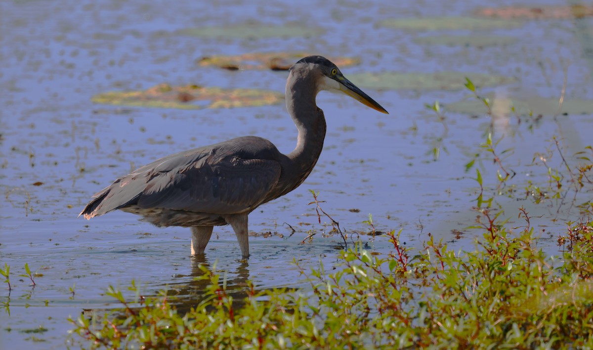 Great Blue Heron - ML642485517