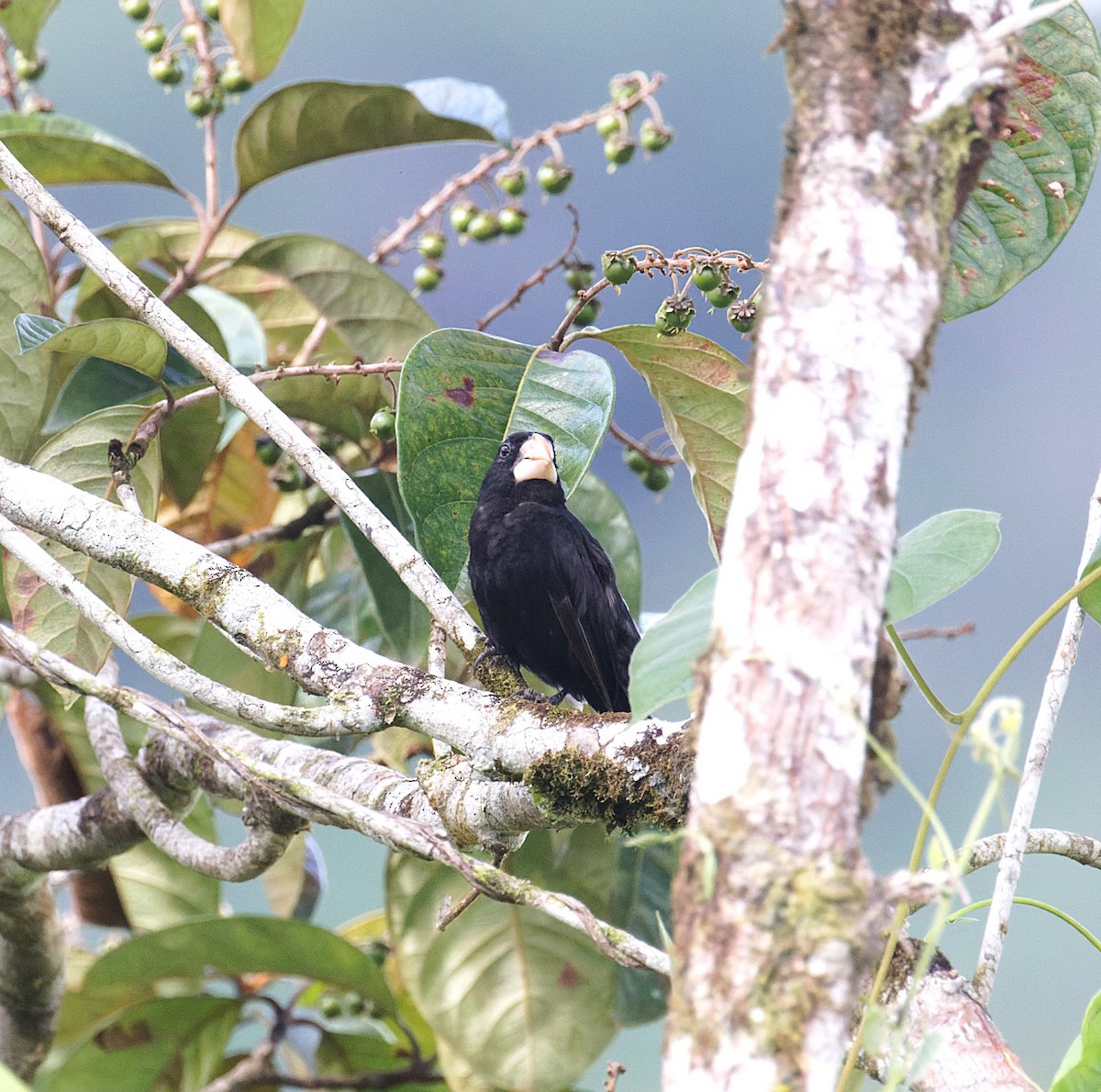 Nicaraguan Seed-Finch - ML642485519