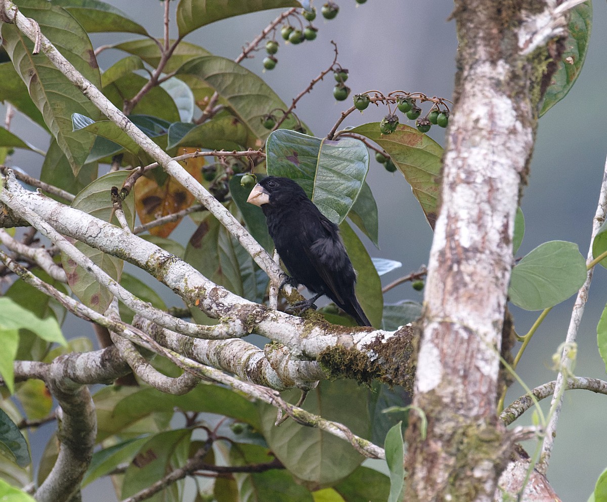 Nicaraguan Seed-Finch - ML642485520