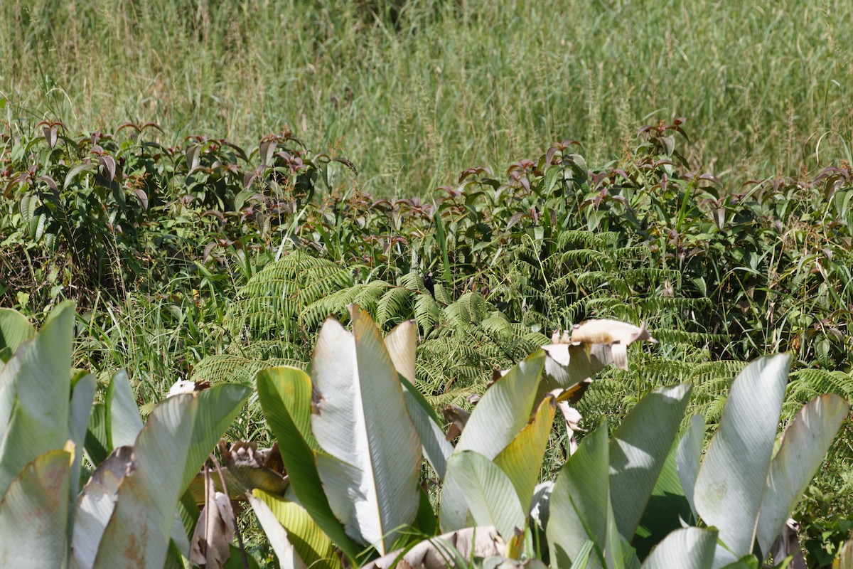 Nicaraguan Seed-Finch - ML642485521