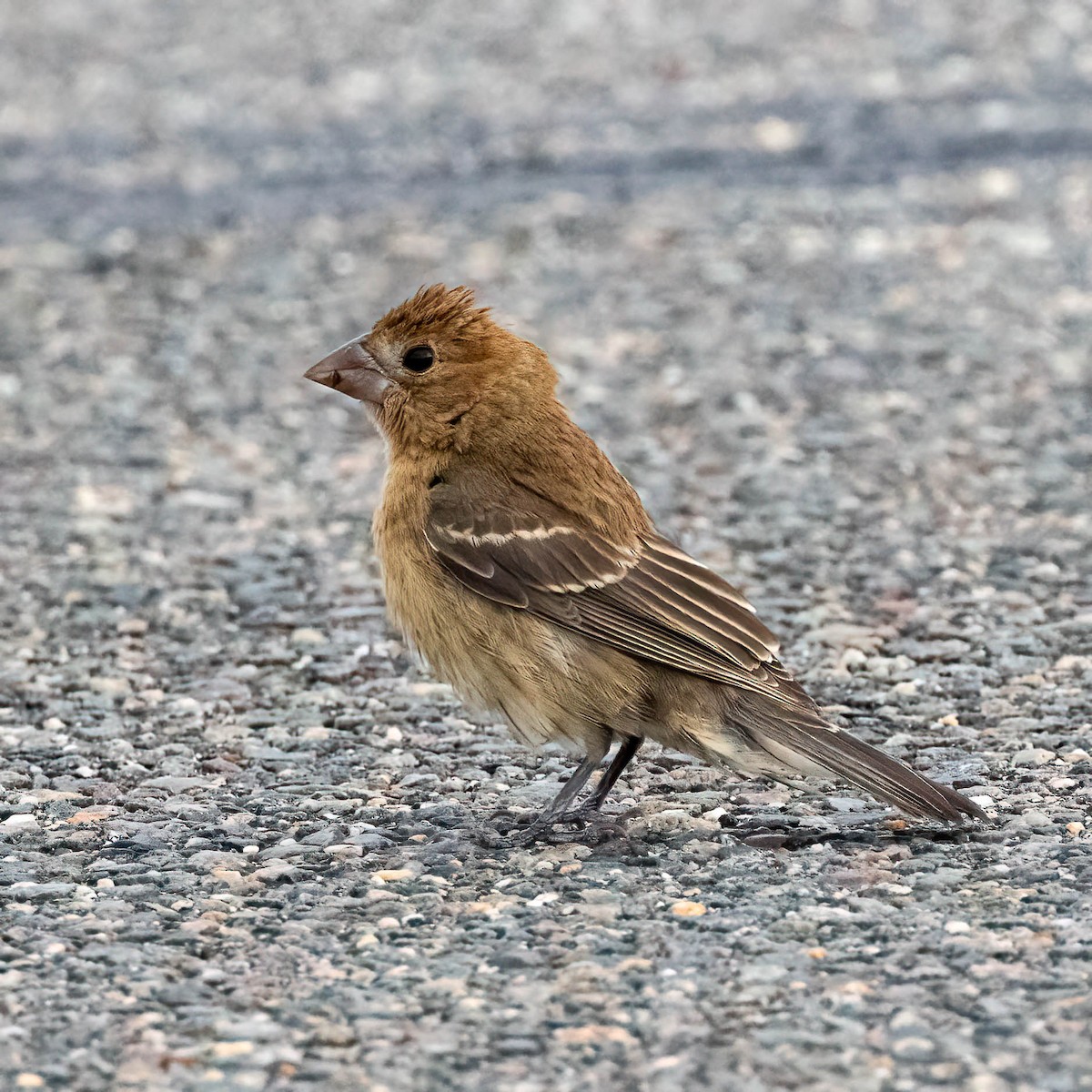 Blue Grosbeak - ML642485522