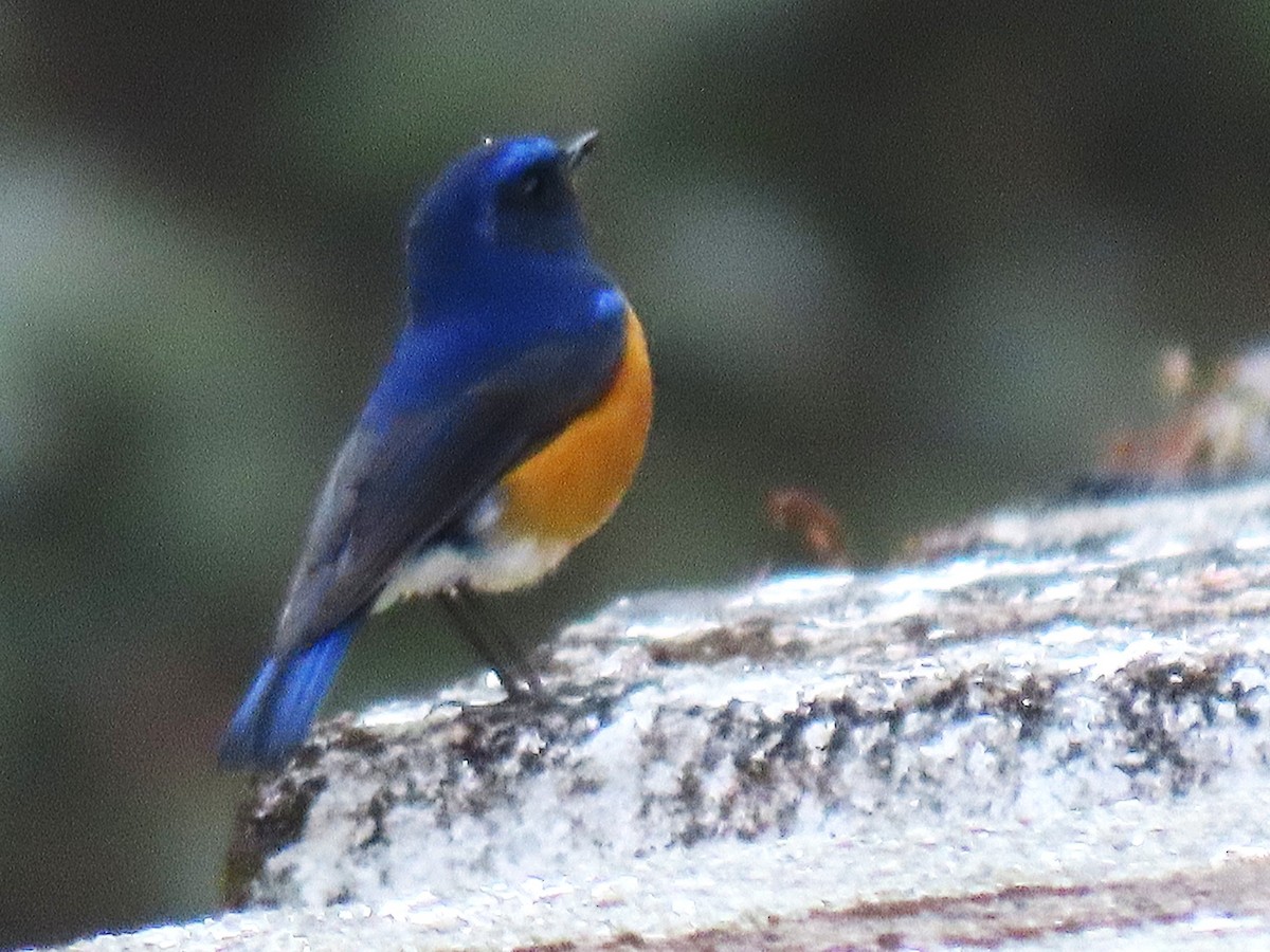 Rufous-breasted Bush-Robin - ML642485527
