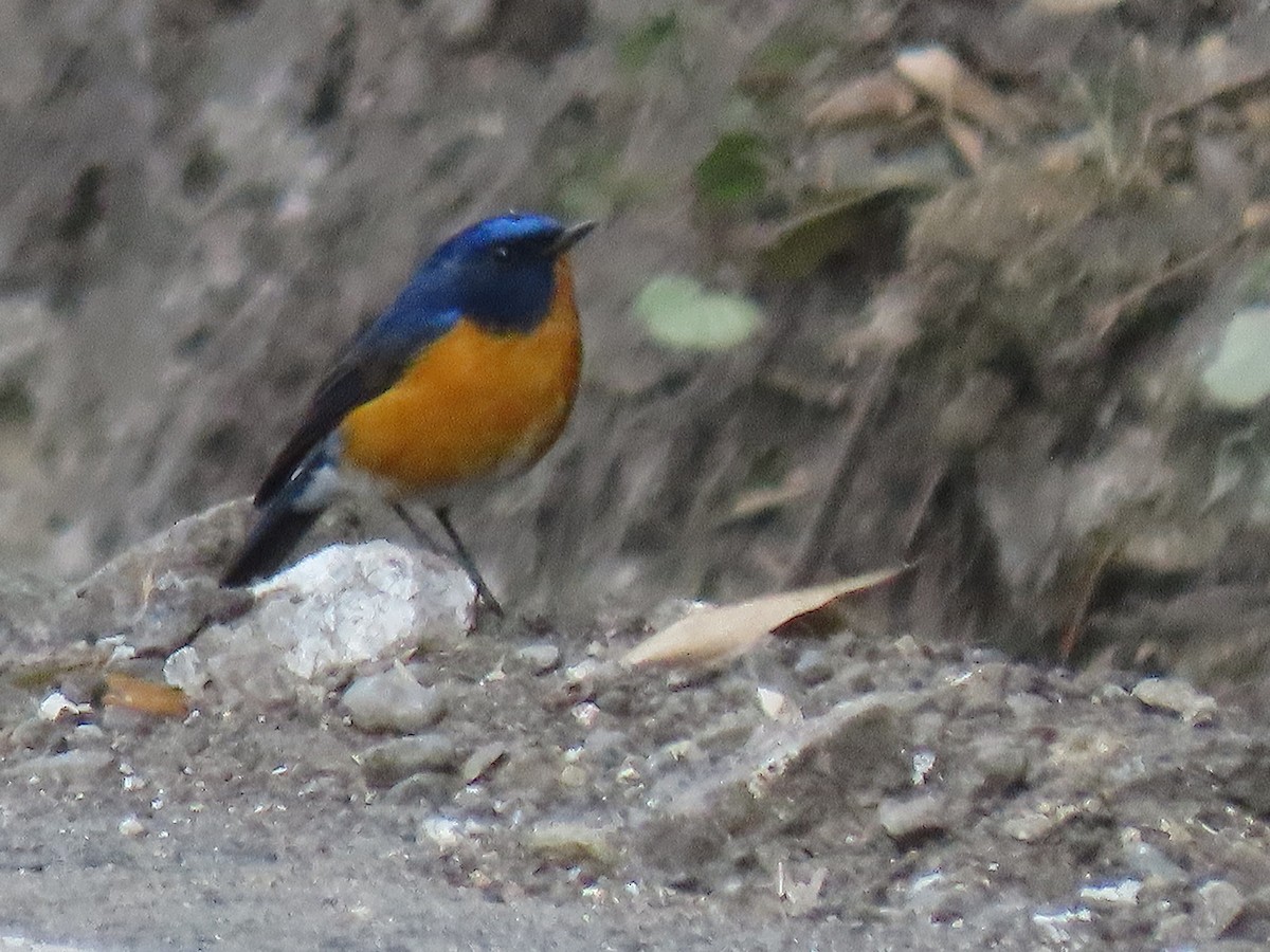 Rufous-breasted Bush-Robin - ML642485528