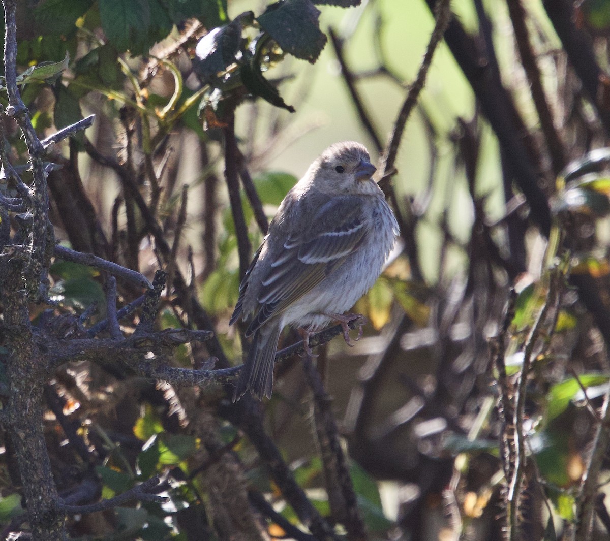 Common Rosefinch - ML642485536