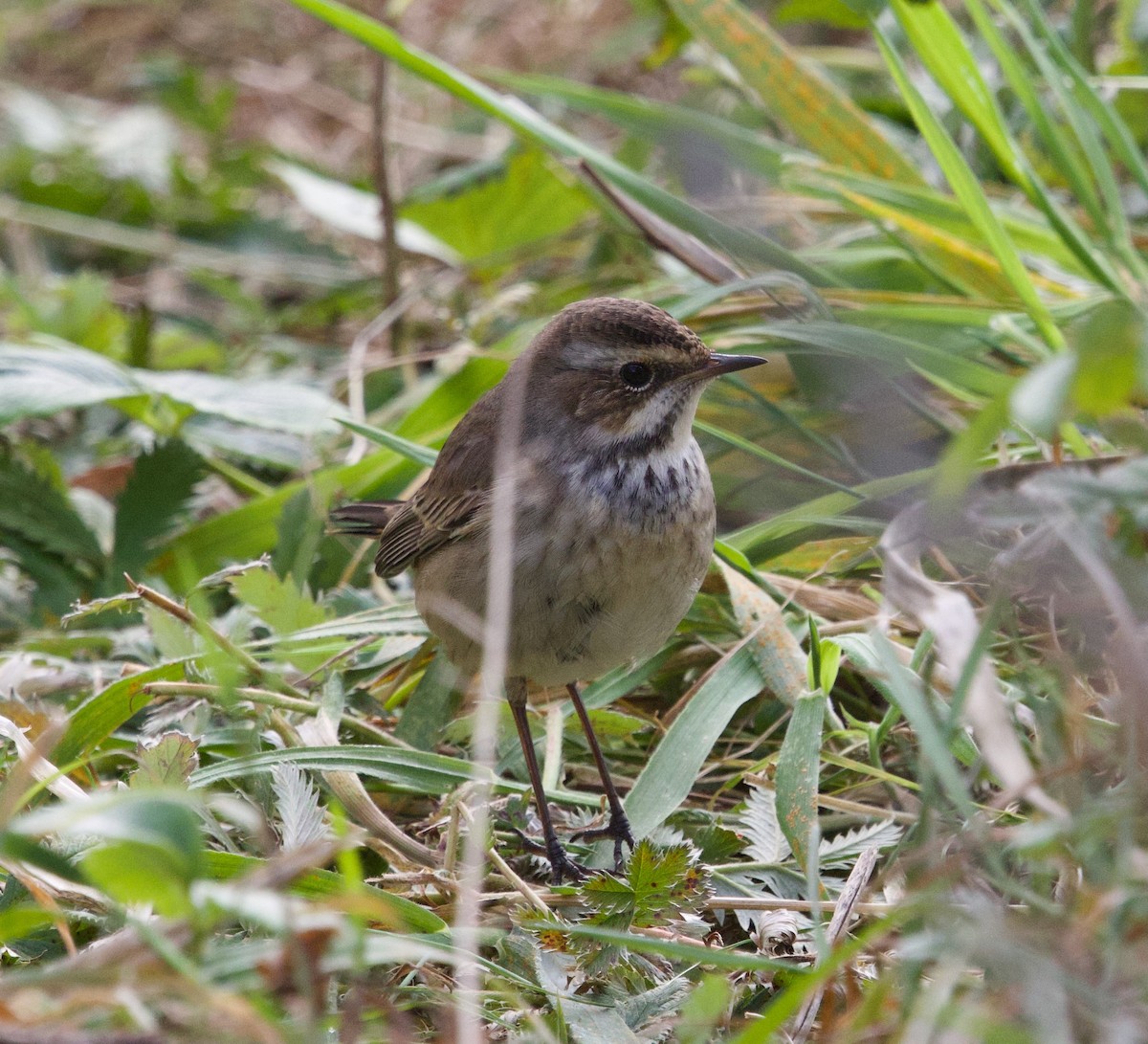 Bluethroat - ML642485543