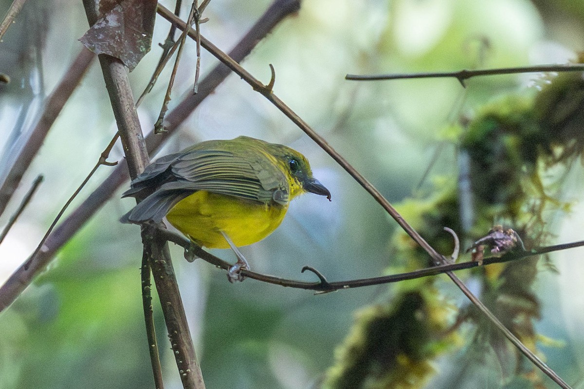 Bornean Whistler - ML642485548