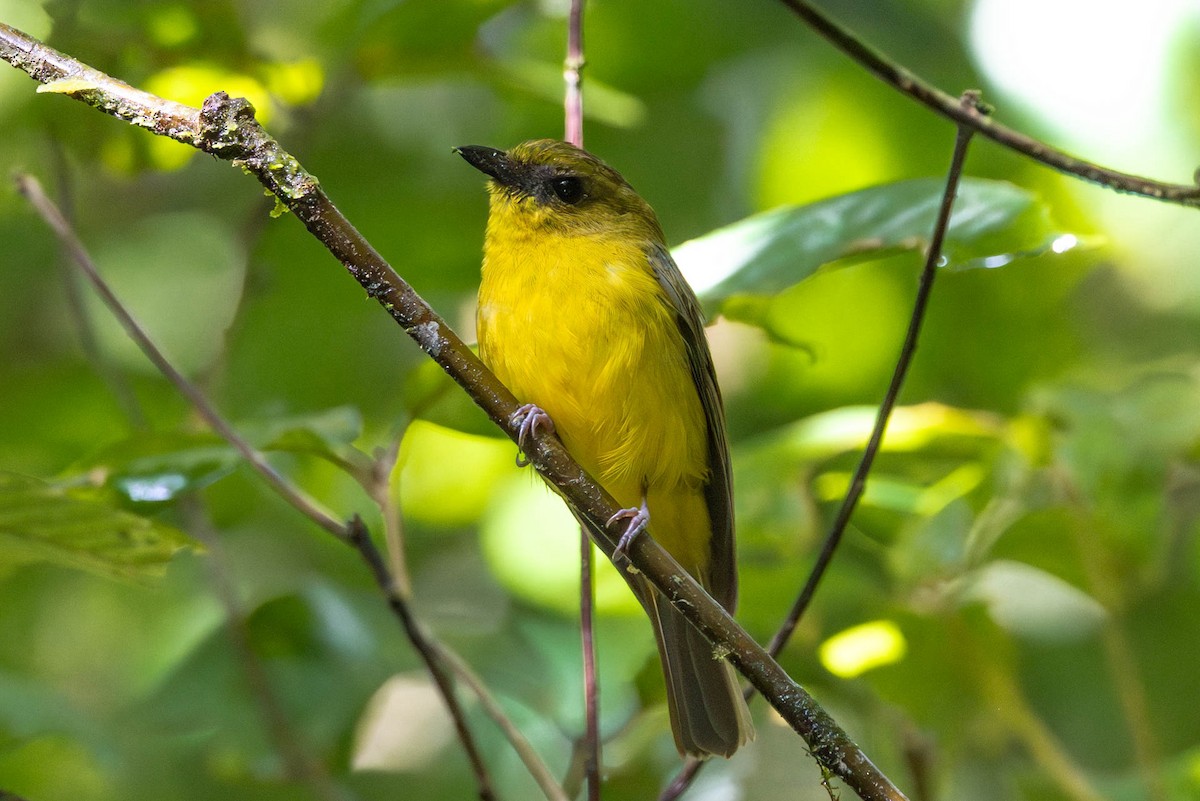 Bornean Whistler - ML642485550