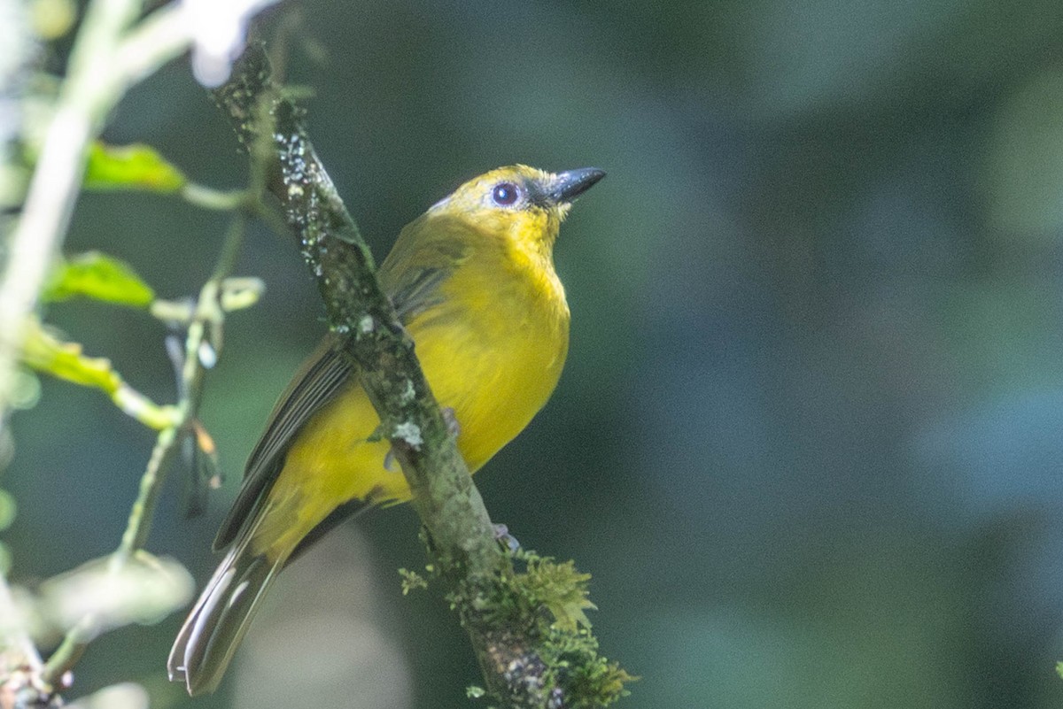 Bornean Whistler - ML642485551