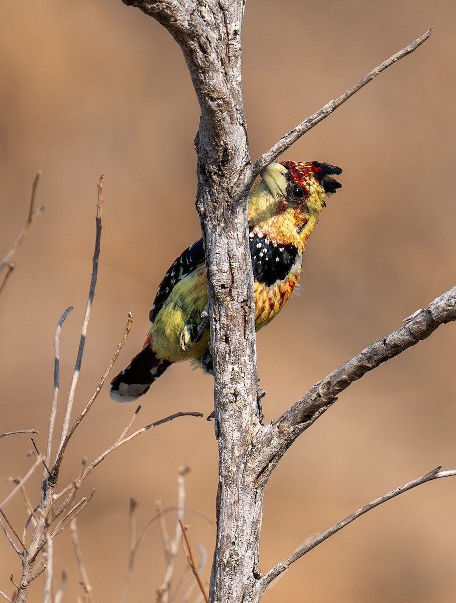Crested Barbet - ML642485554