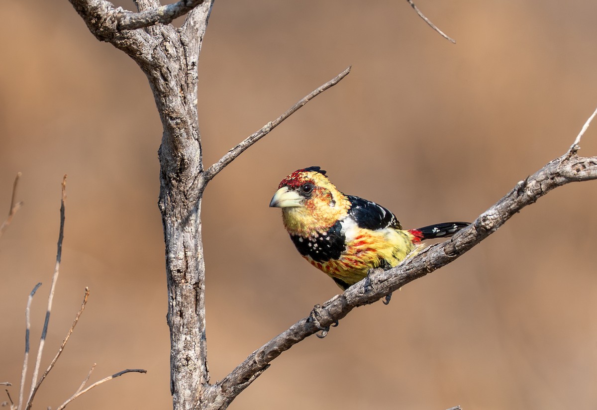 Crested Barbet - ML642485555