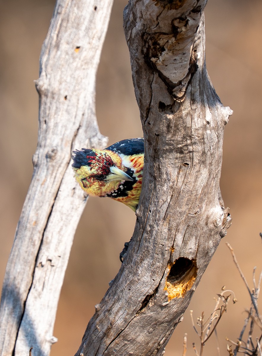 Crested Barbet - ML642485556