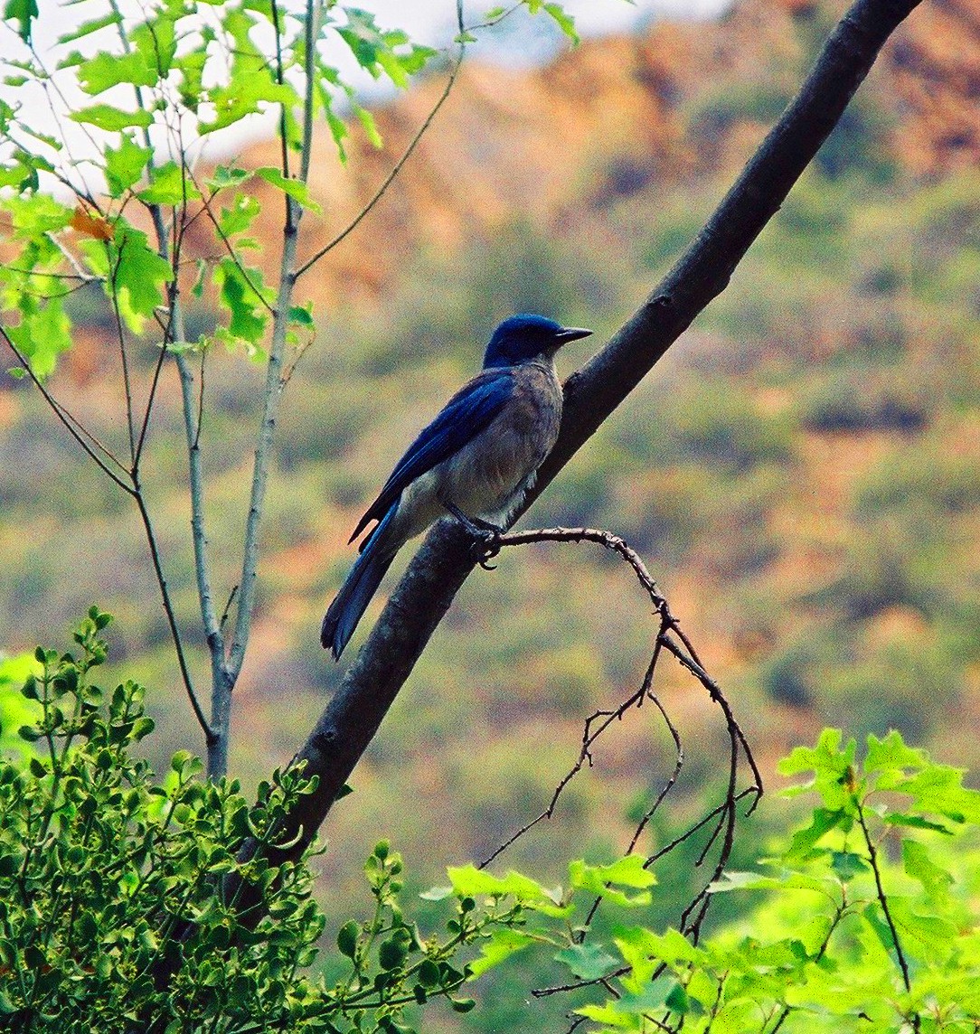Mexican Jay - ML642485559