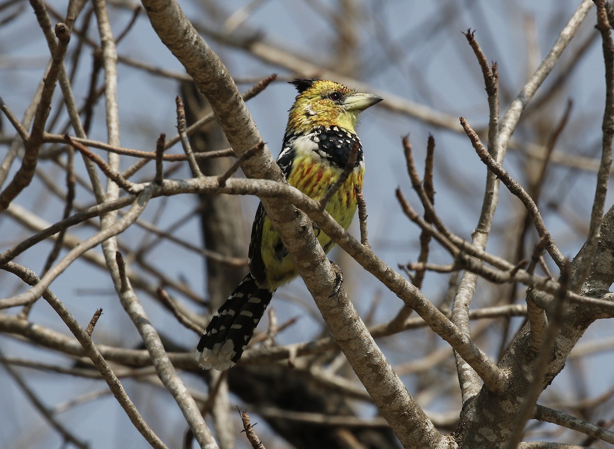 Crested Barbet - ML642485560