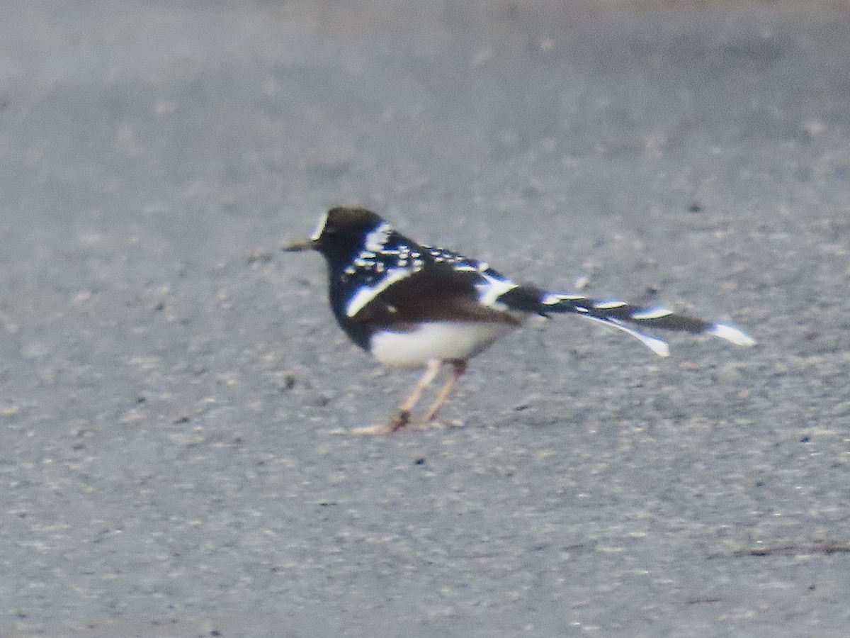 Spotted Forktail - ML642485563