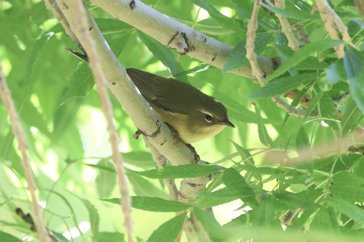 lesňáček modrohřbetý - ML642485575