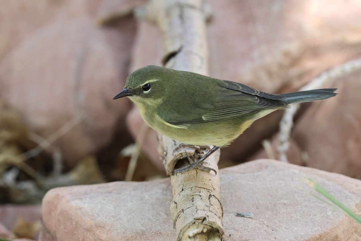 lesňáček modrohřbetý - ML642485576