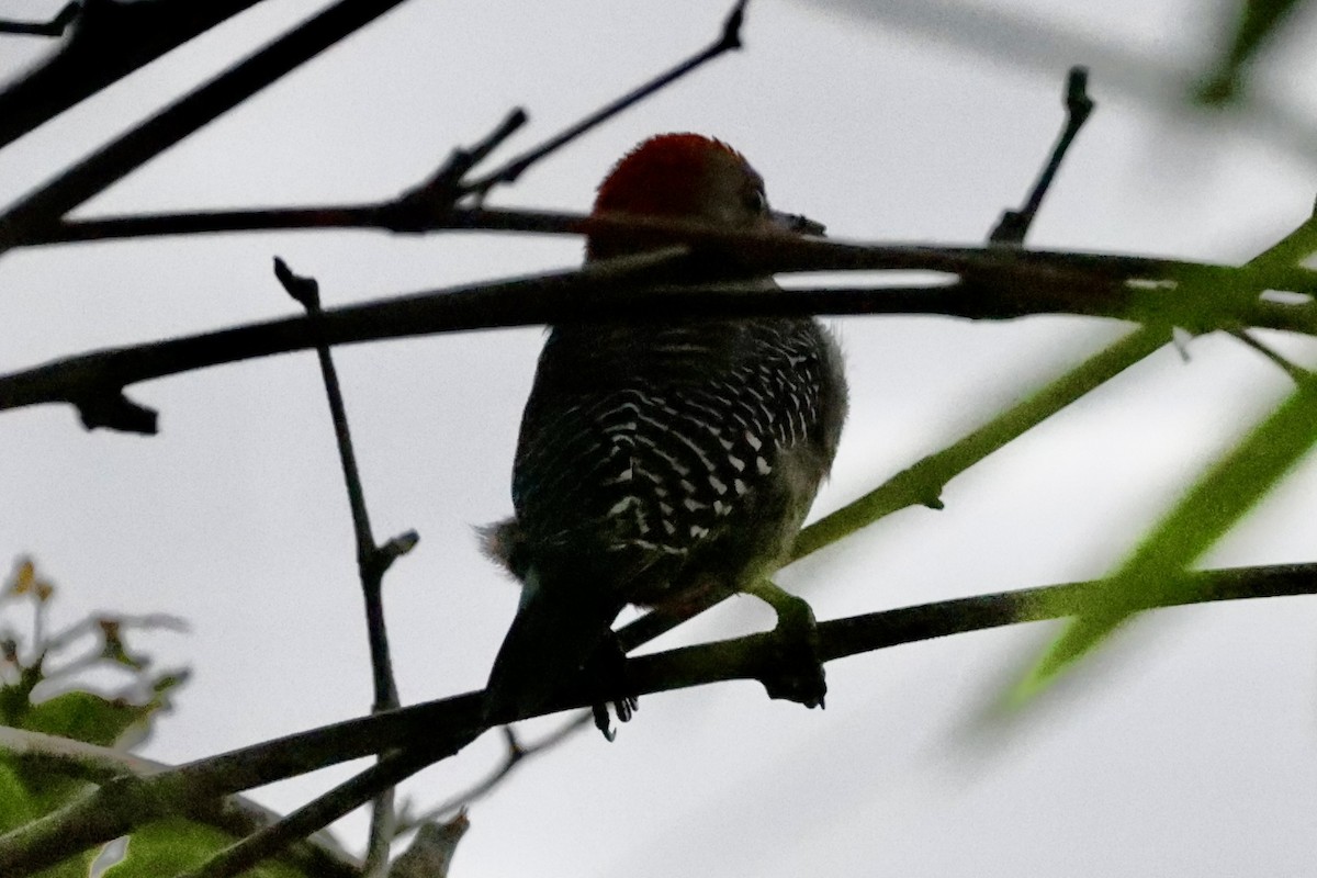 Yucatan Woodpecker - ML642485591