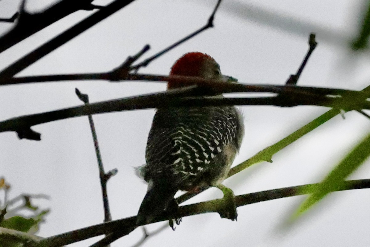 Yucatan Woodpecker - ML642485593