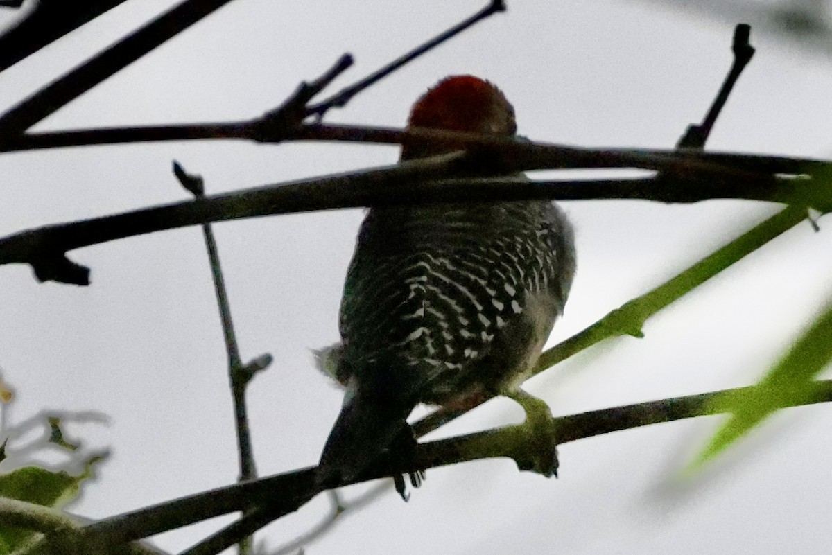 Yucatan Woodpecker - ML642485594