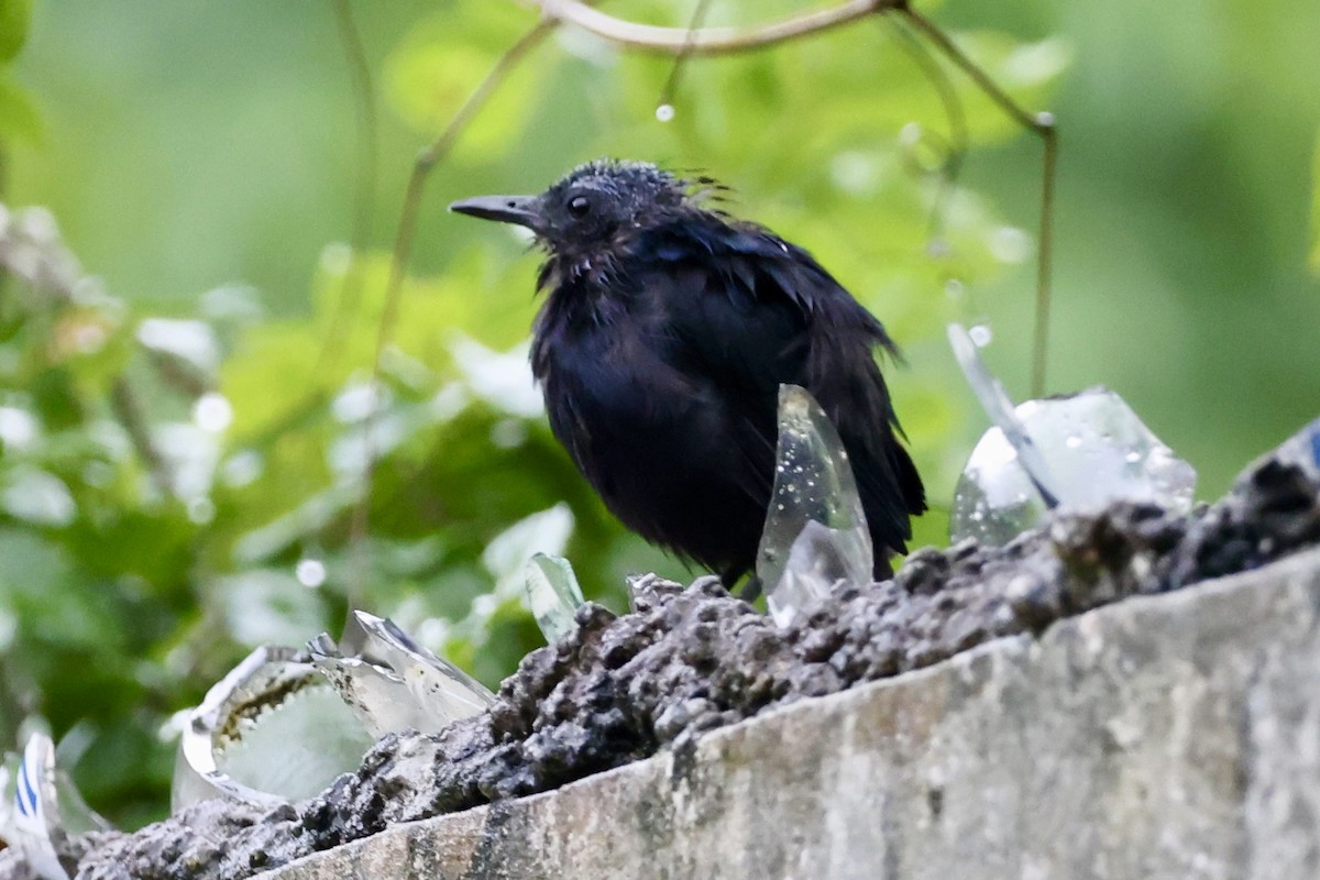 Black Catbird - ML642485628