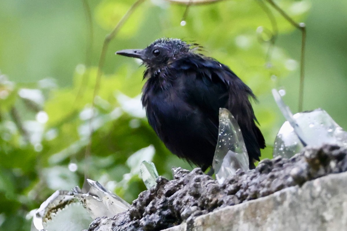 Black Catbird - ML642485629