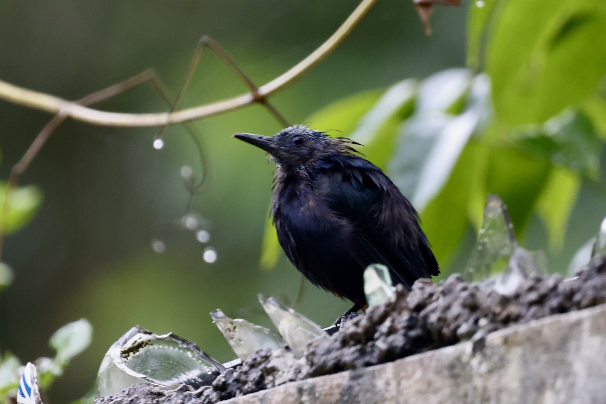 Black Catbird - ML642485630