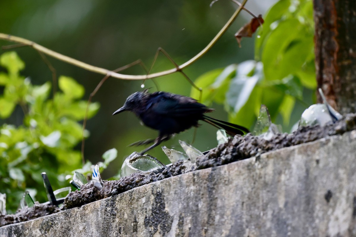 Black Catbird - ML642485631
