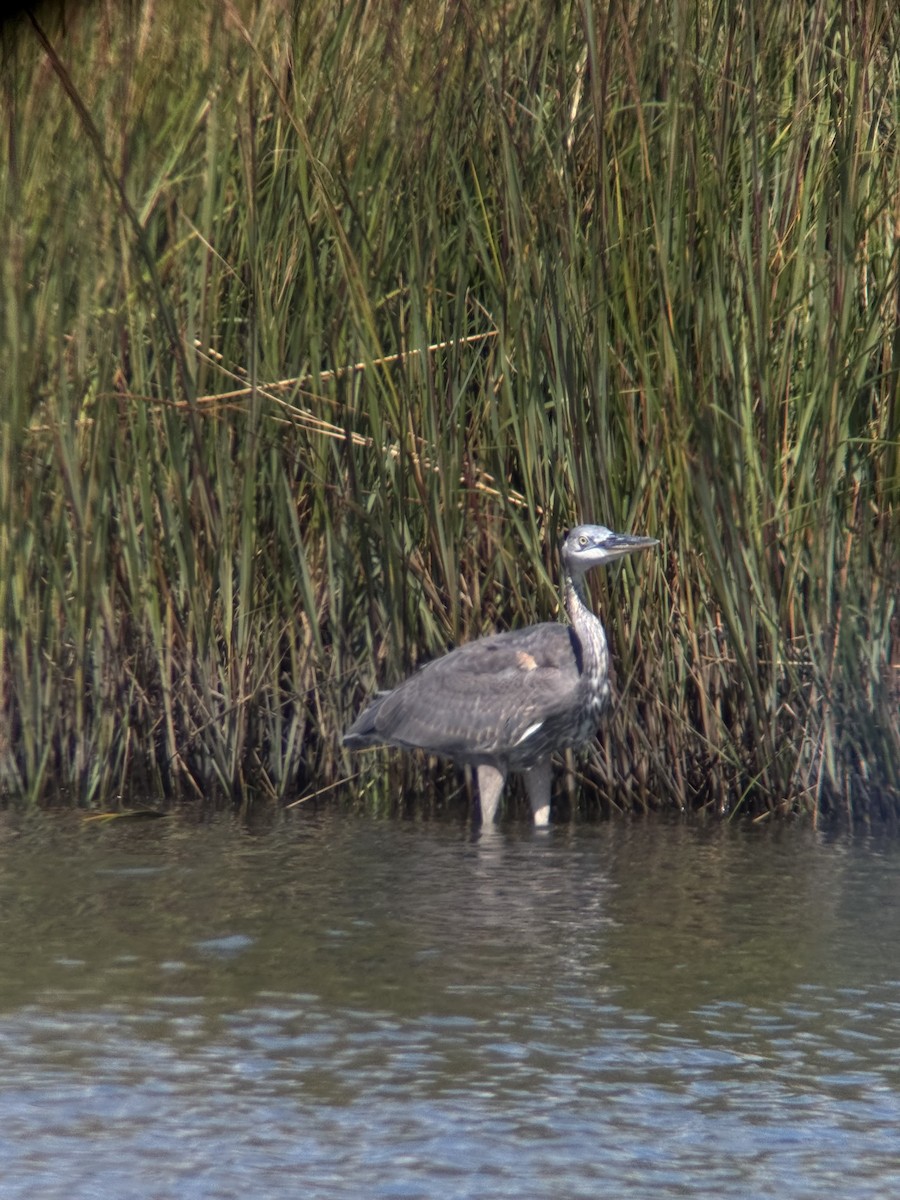 Great Blue Heron (Great Blue) - ML642485633