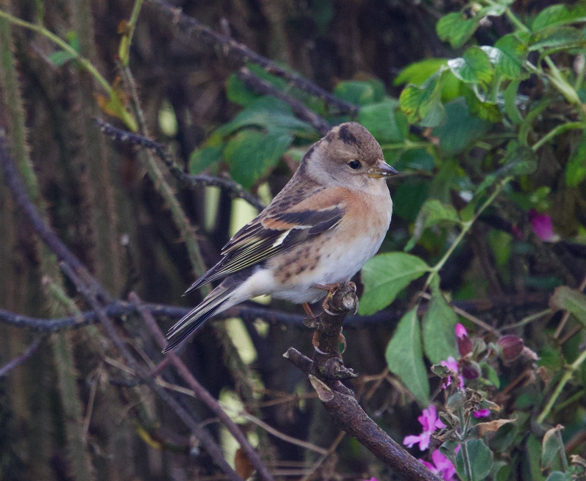 Brambling - ML642485639