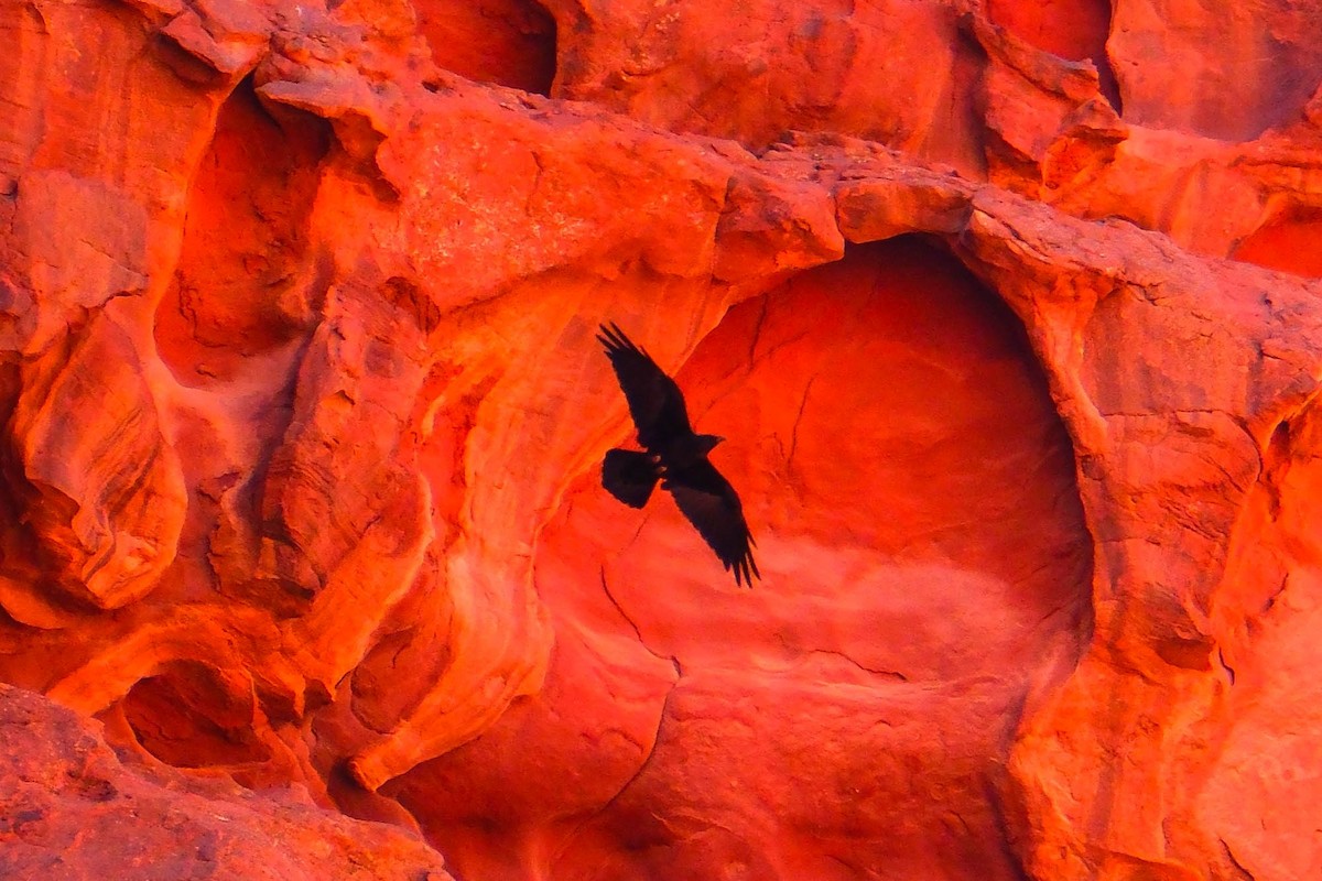 Brown-necked Raven - ML642485647