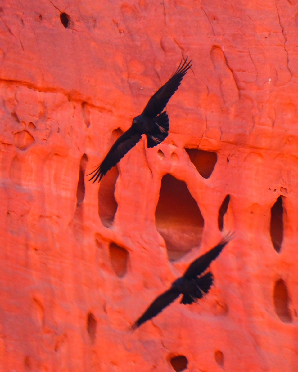 Brown-necked Raven - ML642485648