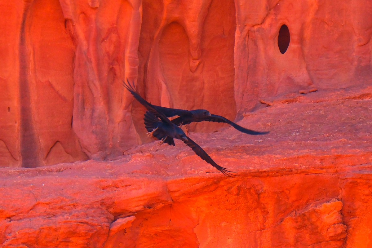 Brown-necked Raven - ML642485649