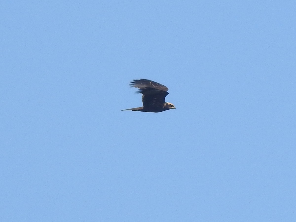 Western Marsh Harrier - ML642485653