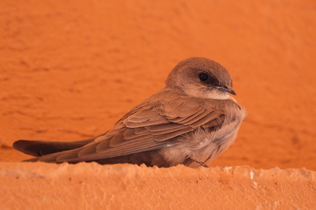 Pale Crag-Martin - ML642485659