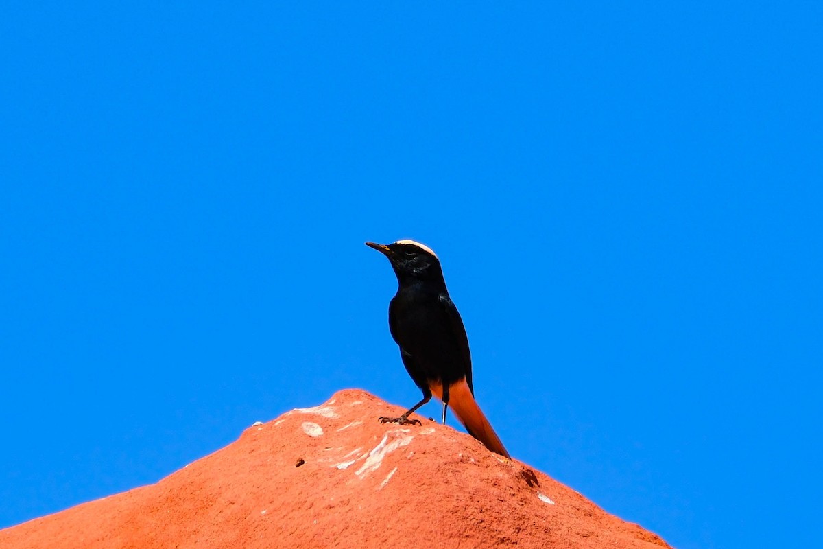 White-crowned Wheatear - ML642485663