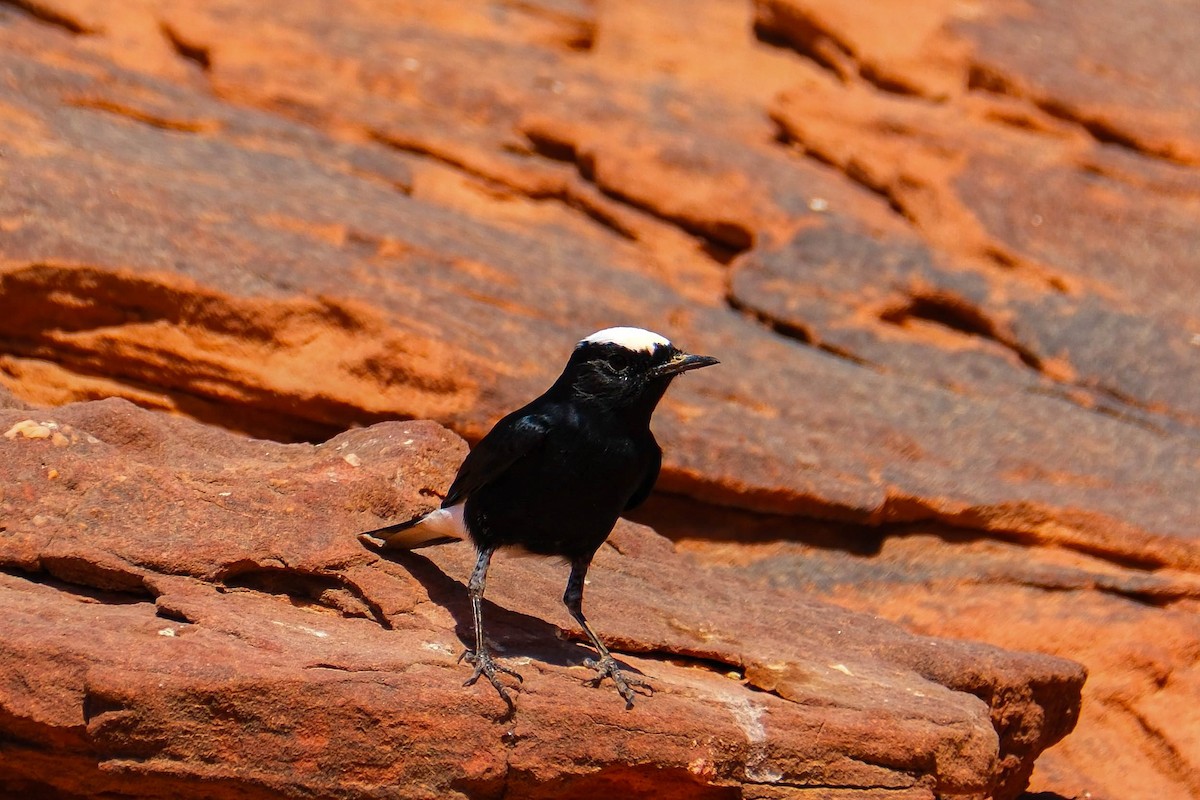 White-crowned Wheatear - ML642485664